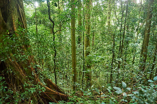 Dense rainforest depth