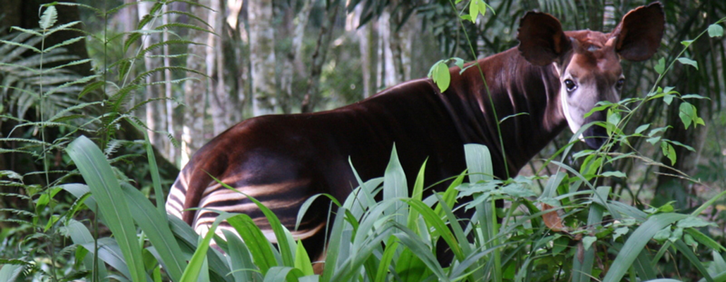 Okapi in tall grass — field observation